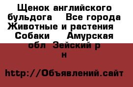 Щенок английского бульдога  - Все города Животные и растения » Собаки   . Амурская обл.,Зейский р-н